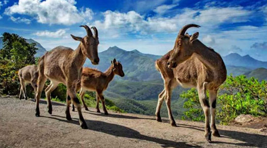 places to visit in Munnar - Eravikulam National Park